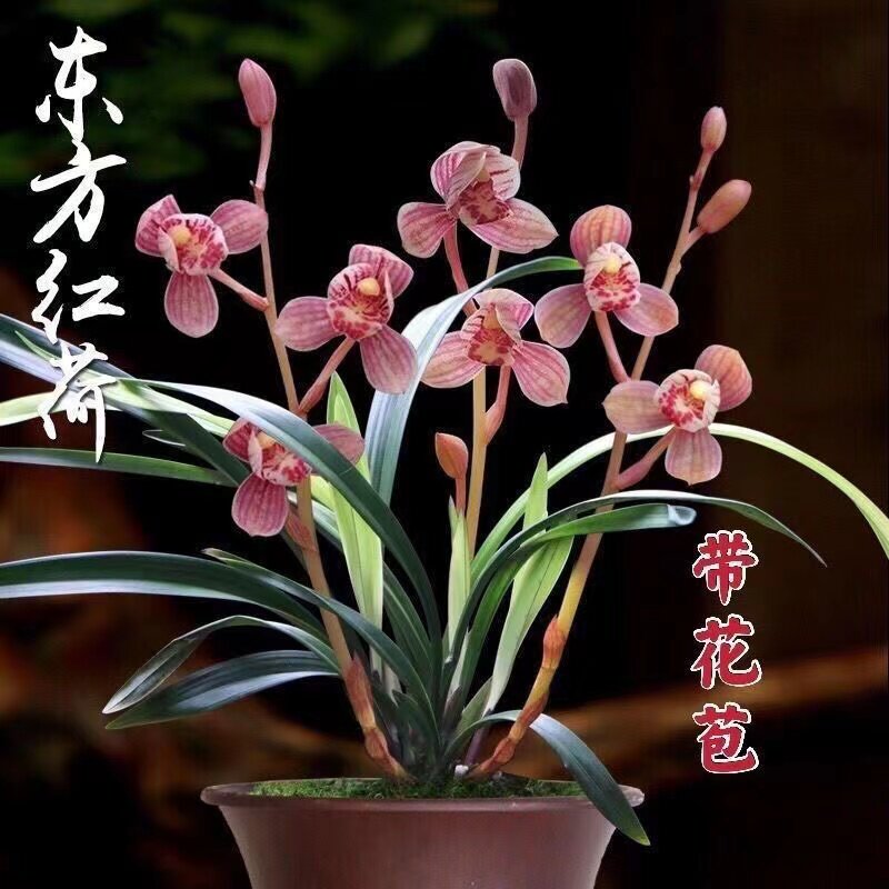 浓香型室内外【全部带花苞】建兰四季兰好养耐活勤花夏季耐热兰