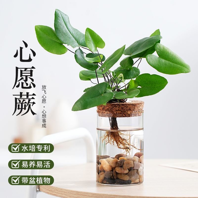 苔藓球心愿蕨喜水耐阴室内植物办公室茶桌桌面懒人绿植鲜活微景观
