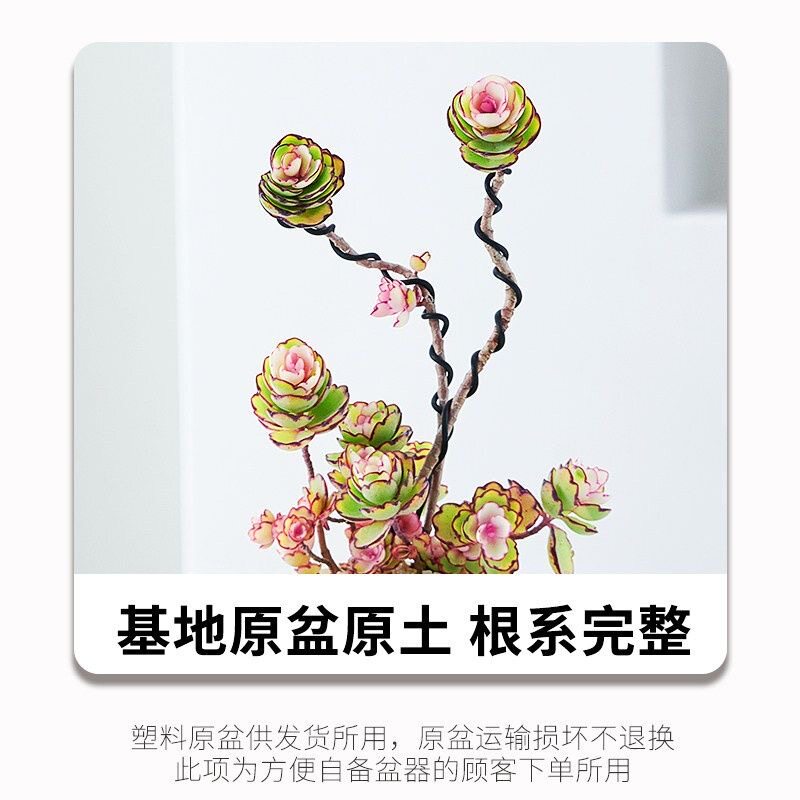 特价造型锦绣牡丹老桩多肉植物盆栽办公室工位桌面阳台盆景耐干旱