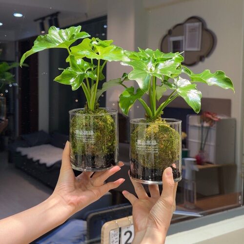 【安神睡眠】小叶春羽茶桌办公室绿植室内净化空气好养四季常青