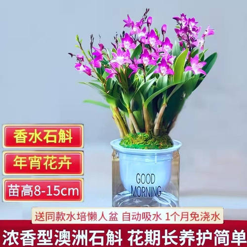 送盆土双色澳洲香水石斛兰花苗浓香型花卉绿植室内盆栽铁皮石斛苗