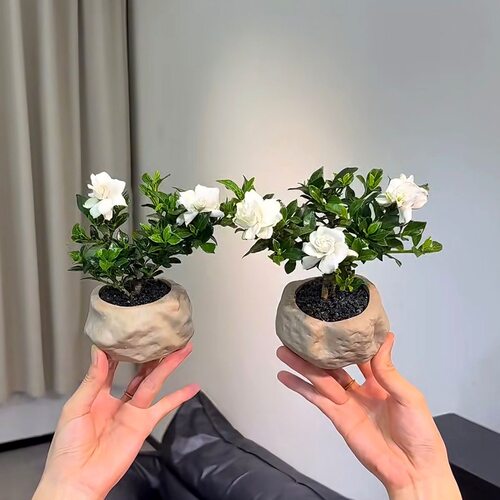 带花寿星栀子花香小叶茶室盆景花卉办公室桌面室内盆栽高端绿植