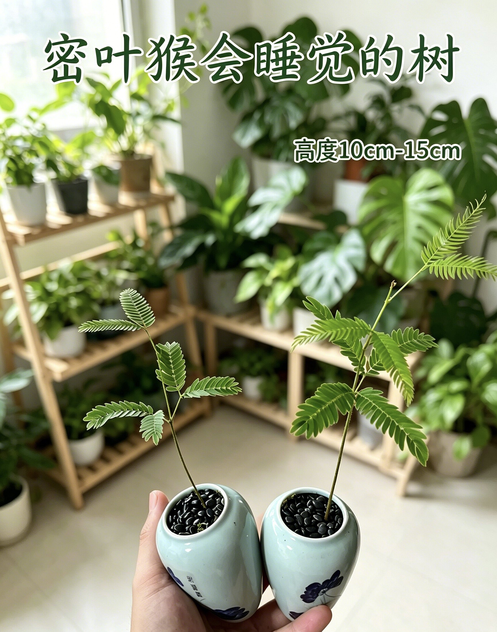 小密叶猴耳环盆栽耐阴好养活室内热植办公室桌面绿植物净化空气