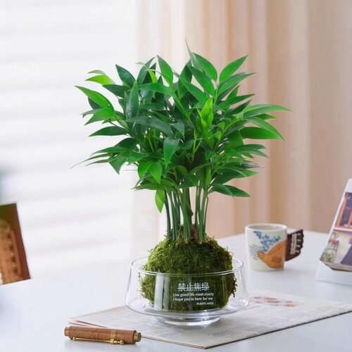 竹柏苔藓球托盘水培植物室内好养耐活懒人桌面绿植盆栽四季常青花