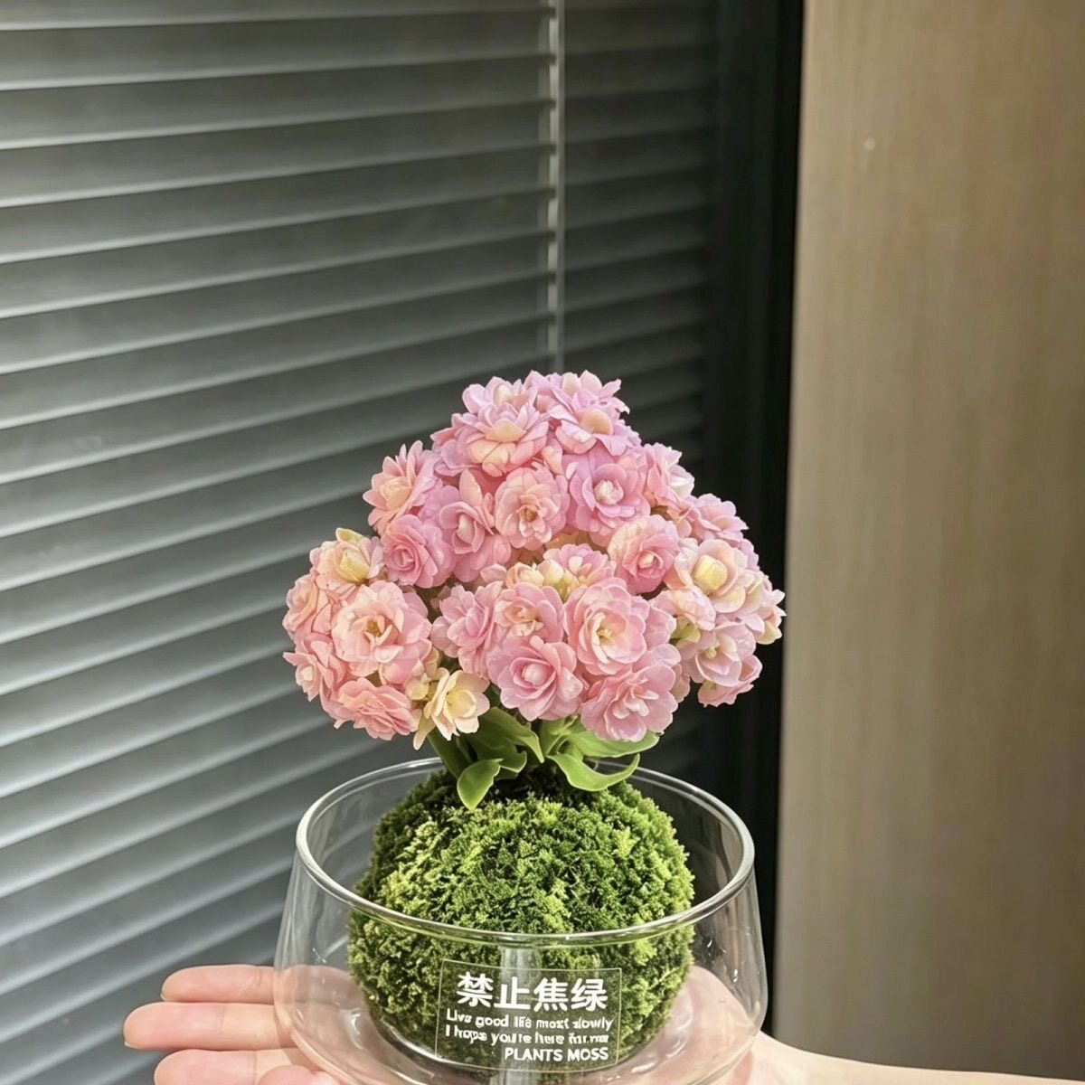 朱丽叶长寿花幸运满满苔藓球带花苞开花多肉植物阳台绿植花卉盆栽