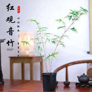 红竹盆景观音竹书房庭院米竹植物小红竹子苗竹子盆栽室内桌面绿植