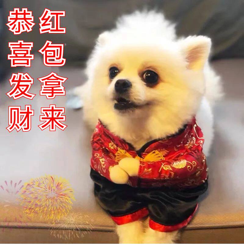 狗狗的壁纸哈希娱乐- 哈希游戏平台- 哈希游戏官方网站