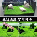水草种子植物鱼缸装 饰造景草坪真草草籽迷你对叶牛毛草矮珍珠种籽
