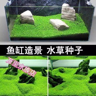 水草种子植物鱼缸装 饰造景草坪真草草籽迷你对叶牛毛草矮珍珠种籽