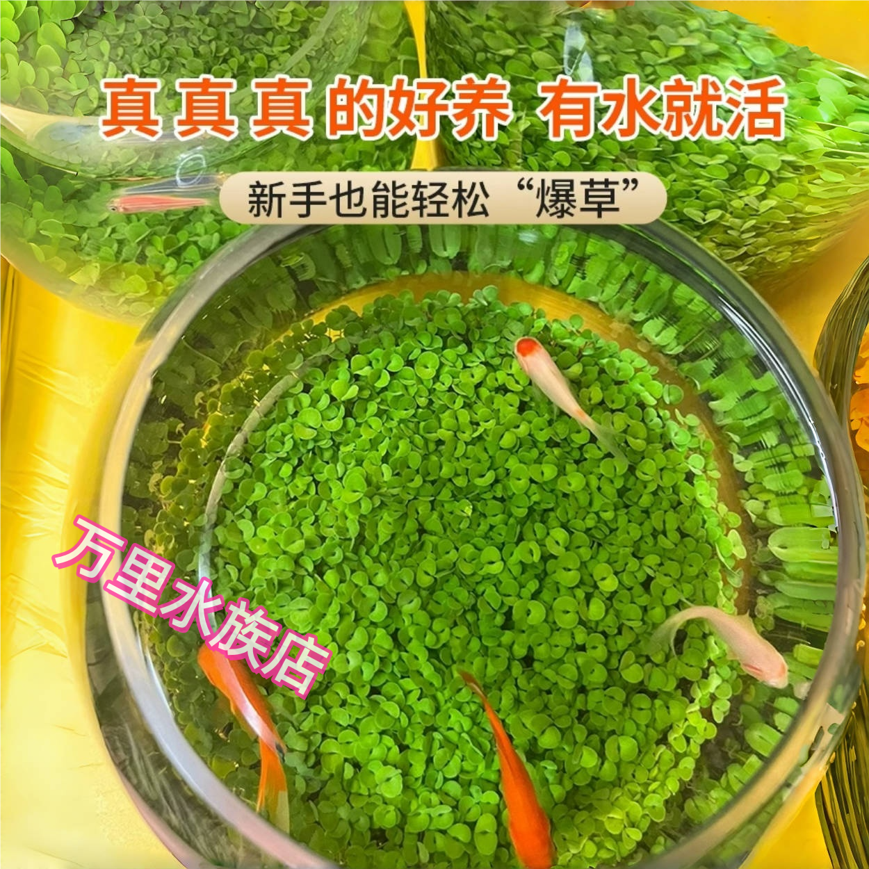 水草种子种孑植物活真草草缸鱼缸造景套餐牛毛草水草籽子爬地珍珠