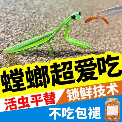 螳螂吃的食物面包虫干饲料蝈蛐兰花螂中华刀螂专用高蛋白营养粮食