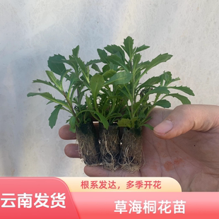 云南草海桐半扇花小苗多季开花盆栽易活室内室外庭院花卉观花植物