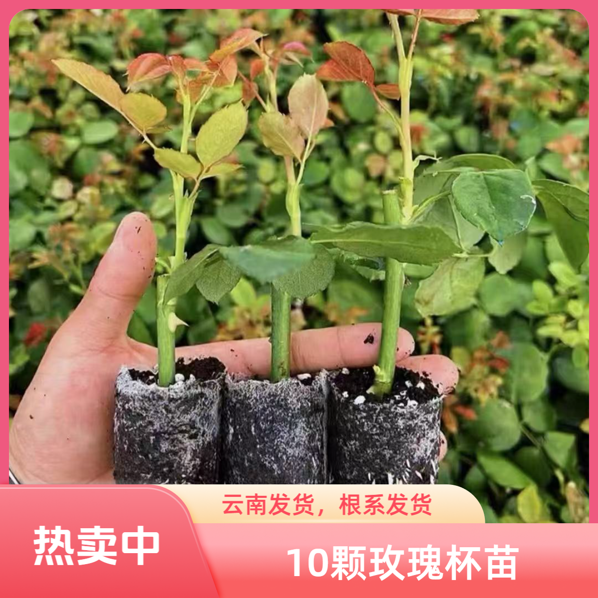 10棵切花大花玫瑰杯苗带土球月季多色花苗开花机器盆栽地栽易养活