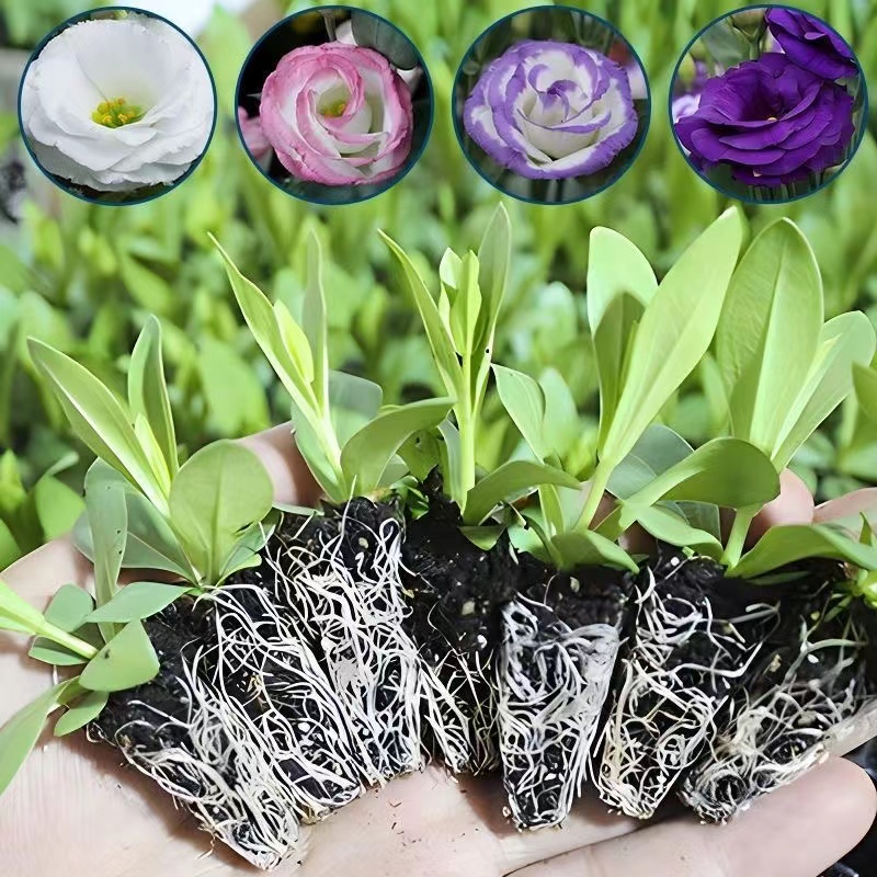 云南直发洋桔梗小苗开花机器盆栽易种活室内室外庭院花卉观花植物