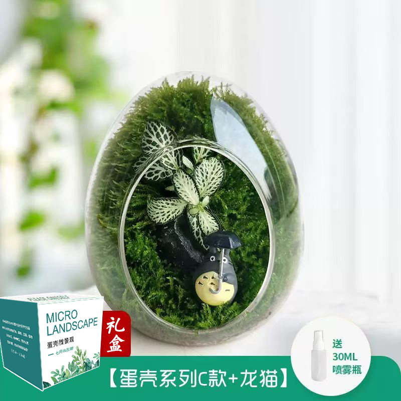 礼盒桌面苔藓微景观生态瓶diy材料绿植盆栽真植物盆景创意办公室