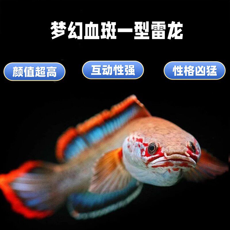 血斑雷龙1型 阿萨梦姆茶雷龙七奶彩色幻冰火雷龙发漂亮凶猛小型鱼