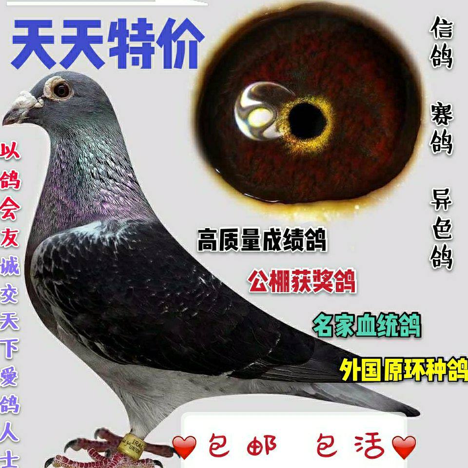 信鸽 鸽子公棚活体赛鸽成绩鸽天落鸟 宠物血统鸽外原环异色包邮3
