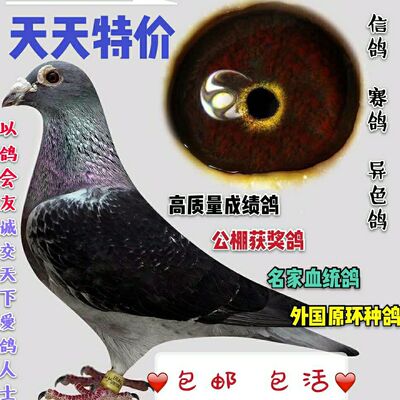 信鸽鸽子公棚活体赛鸽成绩鸽天