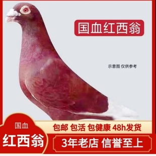 信鸽异色鸽子活体远程赛鸽国血西翁李鸟吴淞蝴蝶花黄金甲杨阿腾活