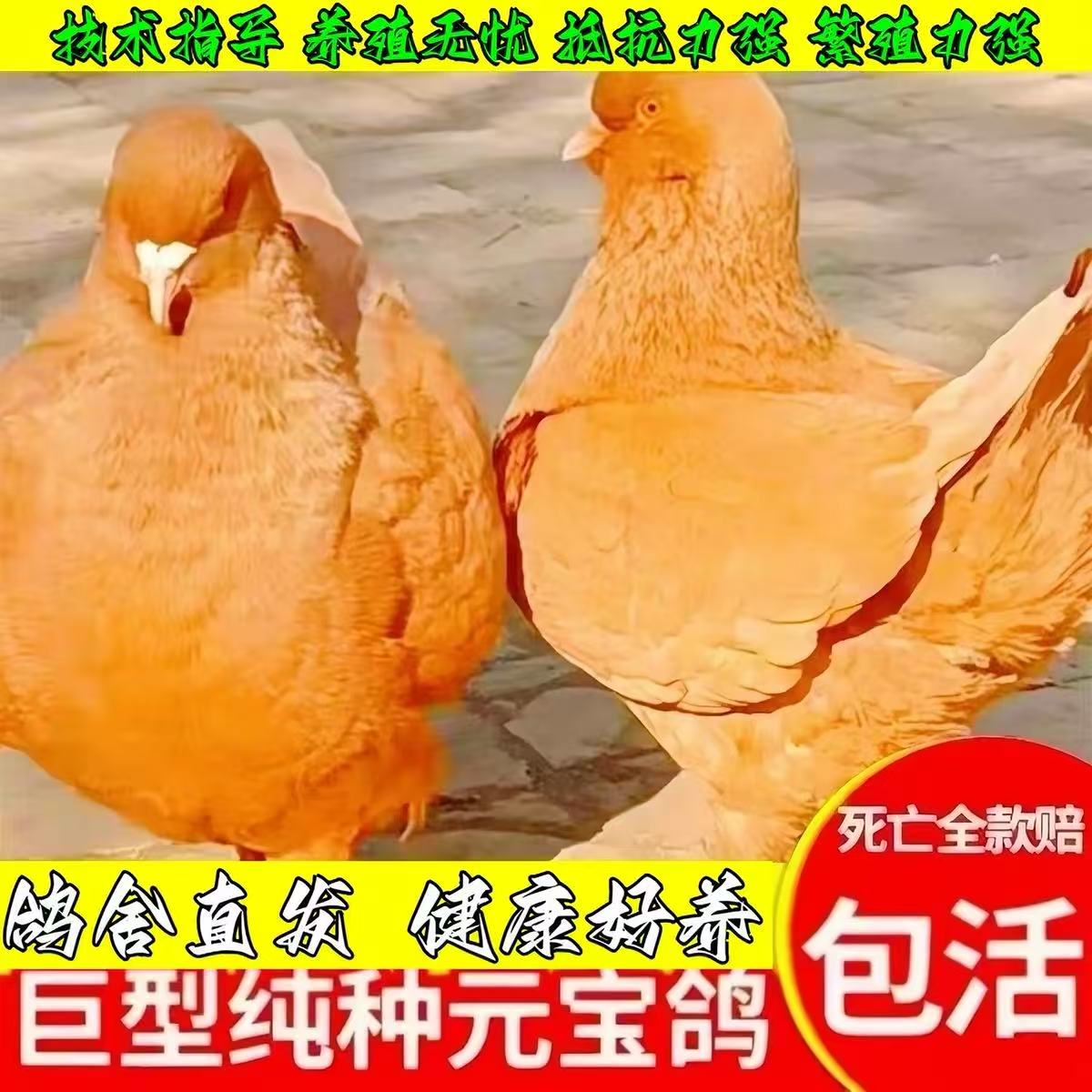 大体元宝鸽子纯巨型公斤鸽鸽子活鸟