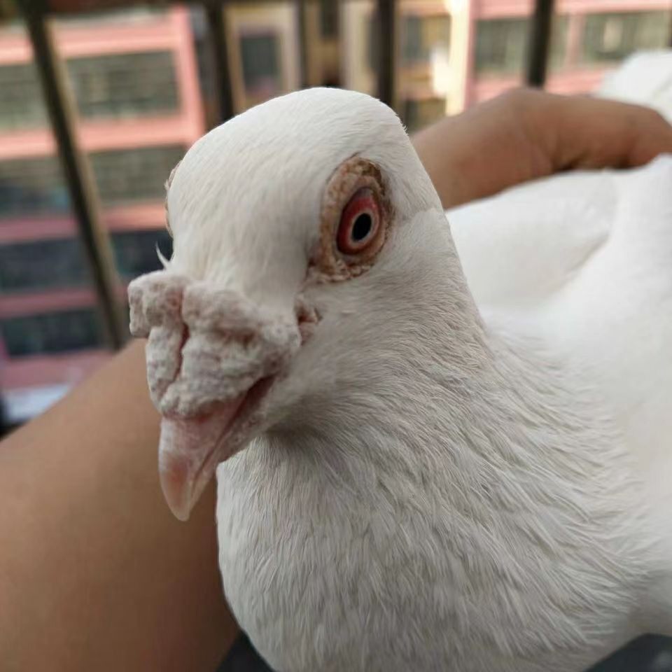 活体白色观赏鸽大鼻子大鼻子鸽黑