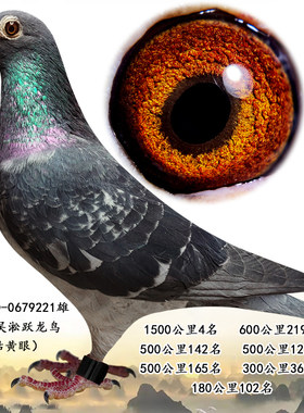 信鸽/成绩鸽/公棚成绩鸽/原环种