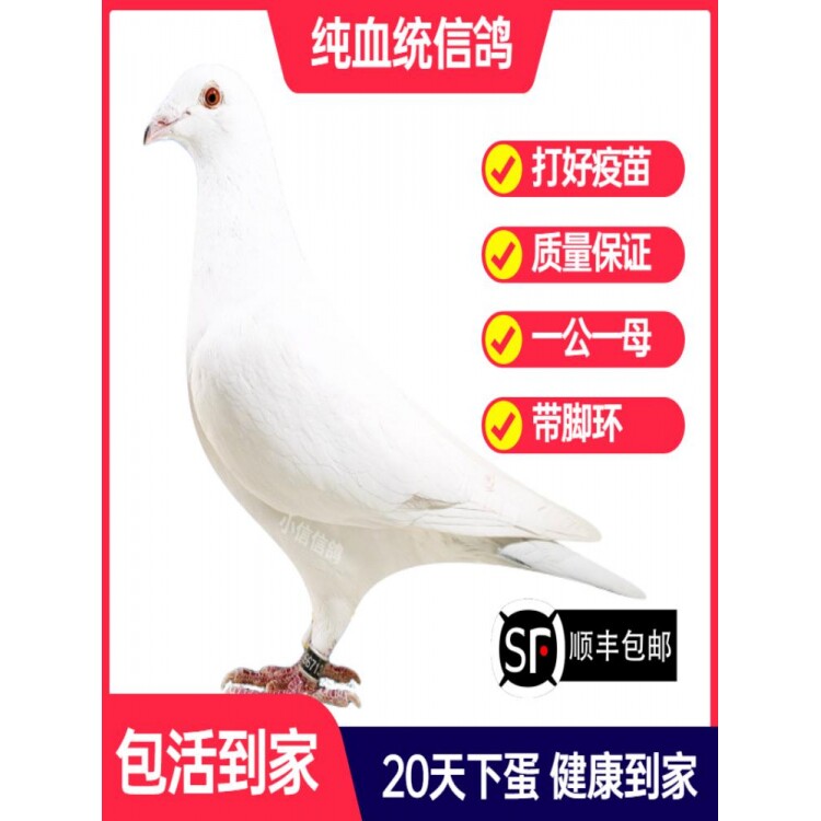 纯白鸽子活一对成绩鸽信鸽赛鸽鸽