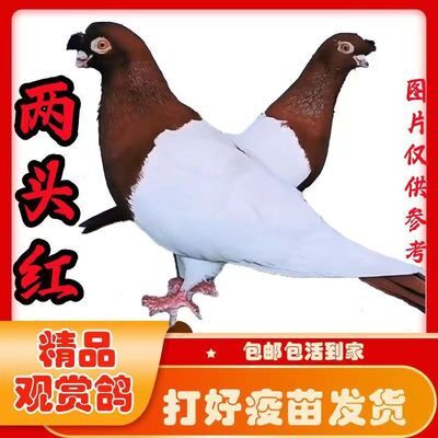观赏鸽【两头红鸽子】出售活体鸽