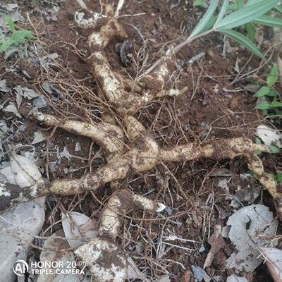 山货鸡头黄精种苗新鲜纯天然黄精正宗食用中药材黄精新鲜生黄金