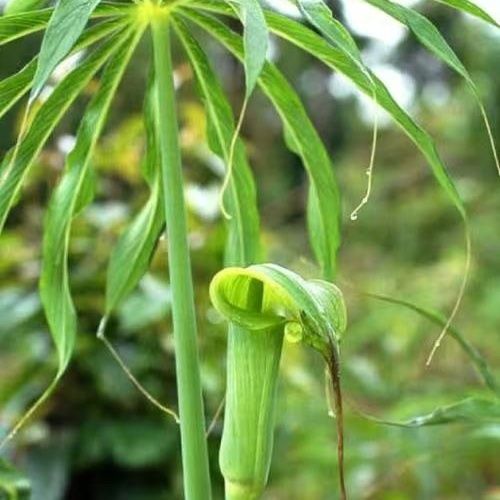 云南山货新鲜南天星一把伞绿植大