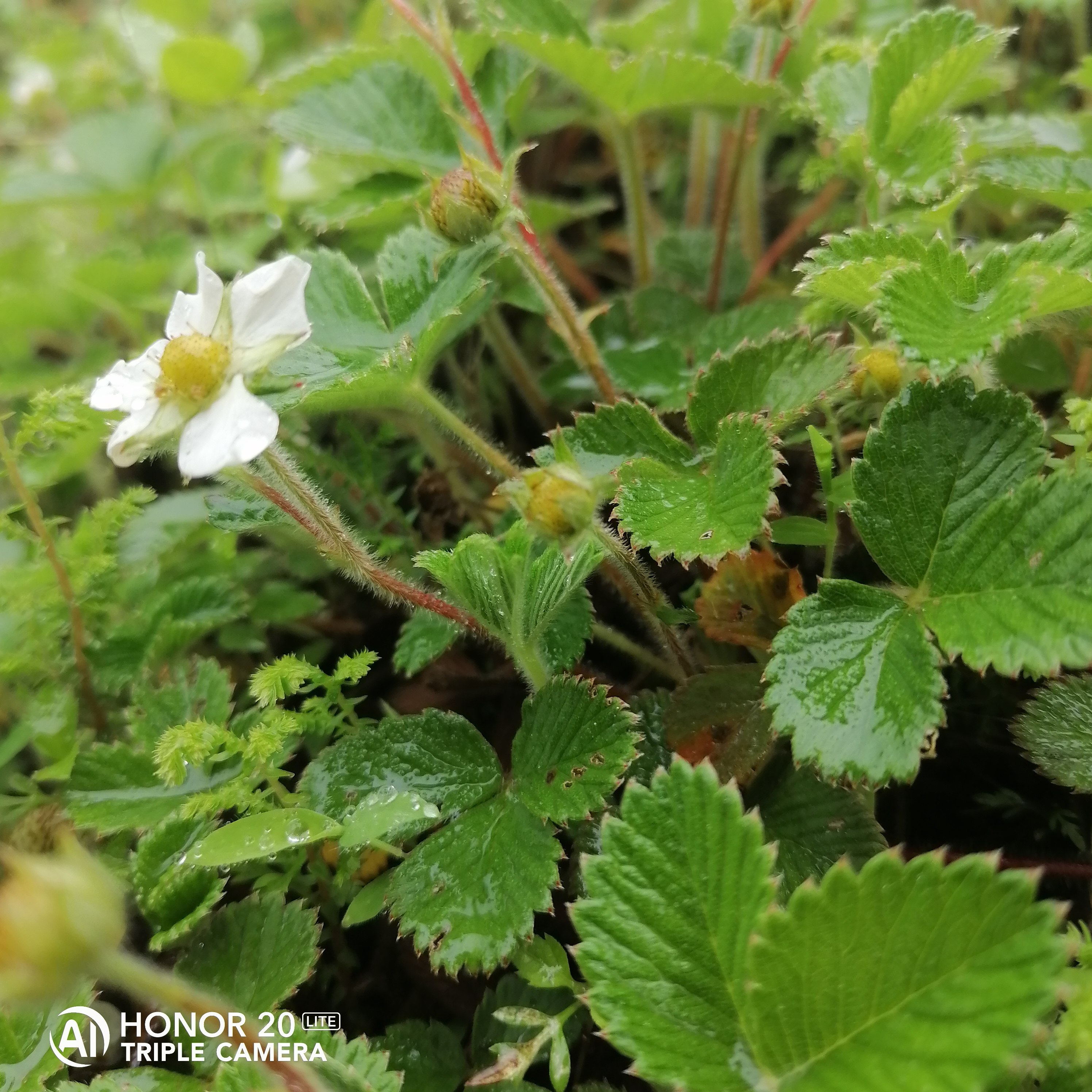 白泡苗盆栽瓢子苗奶油白草莓苗山草莓野地萢种子苗香甜大米泡