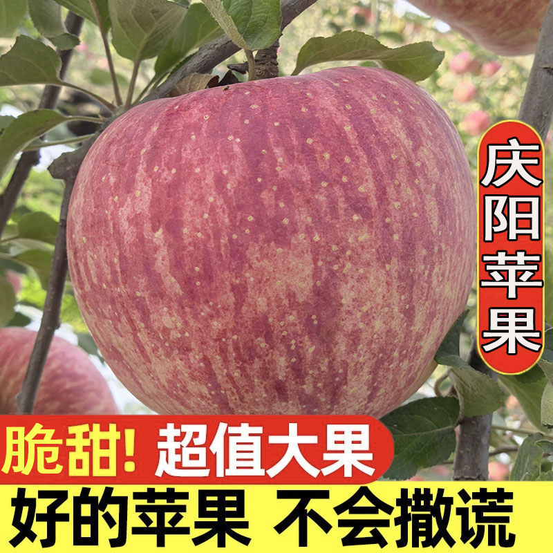甘肃庆阳红富士苹果10斤水果大苹果当季应季水果新鲜洛川整箱礼盒