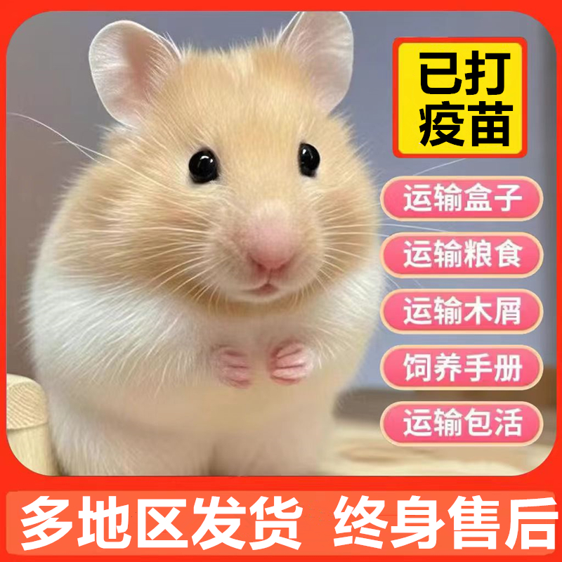 家养金丝熊仓鼠活物送笼子银狐布丁公婆小仓鼠活宠长毛金丝熊宠物