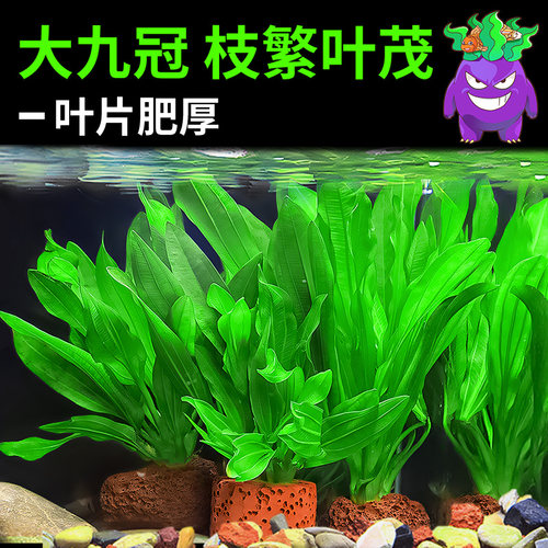 鱼缸活水草迷你九冠大叶绿九冠鱼缸水草植物阴性新手懒人造景真草