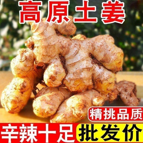 新鲜小黄姜农家自种子新鲜生姜月子姜辛辣足生姜现挖生姜新鲜蔬菜