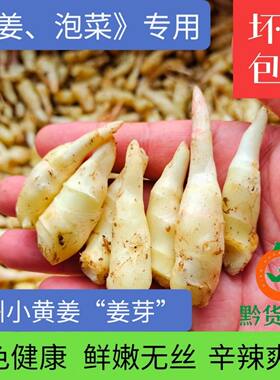 贵州【新鲜嫩姜芽】糖醋酸辣腌制开胃泡菜泡姜仔姜小黄姜新鲜生姜