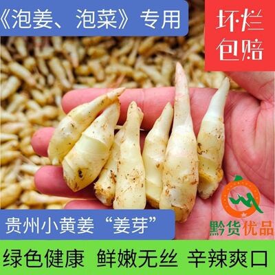 贵州【新鲜嫩姜芽】糖醋酸辣腌制开胃泡菜泡姜仔姜小黄姜新鲜生姜