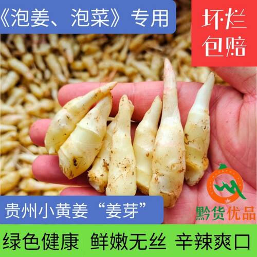 贵州【新鲜嫩姜芽】糖醋酸辣腌制开胃泡菜泡姜仔姜小黄姜新鲜生姜