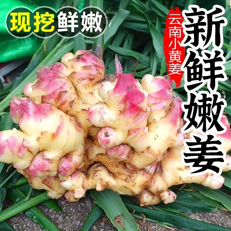 正宗小黄姜新生姜嫩姜泡姜辛辣味重农家自种零添加健康蔬菜新鲜嫩