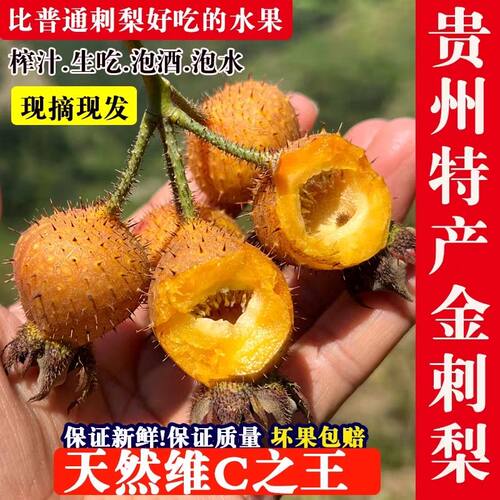 2026贵州安顺特产金刺梨维C之王新鲜果泡酒泡水泡茶应季孕妇水果