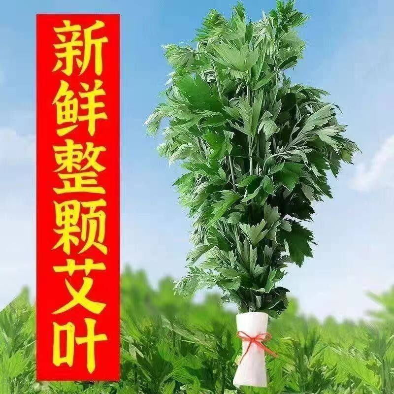 野生端午地道艾草叶整颗新鲜艾草