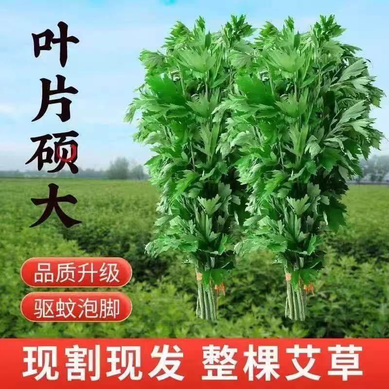 端午艾草新鲜野生整棵艾叶草家居泡脚驱蚊结婚坐月子洗澡带杆艾蒿