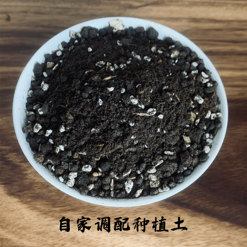 竹子专用土酸性沙质泥炭红土壤家用绿植叶下珠菖蒲蕨类盆栽营养土