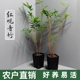 红观音竹盆栽庭院阳台客厅禅意竹子杆室内外观叶绿植日本红竹盆景