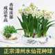 正宗漳州水仙花特大种球水培盆栽花卉植物室内桌面春节冬季 年宵花