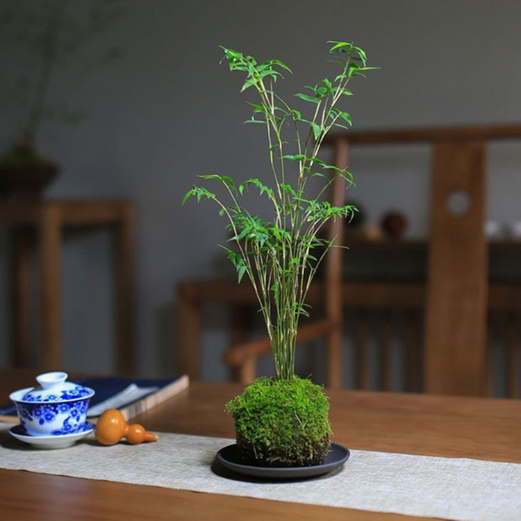 室内盆栽苔藓球米竹好看又好养