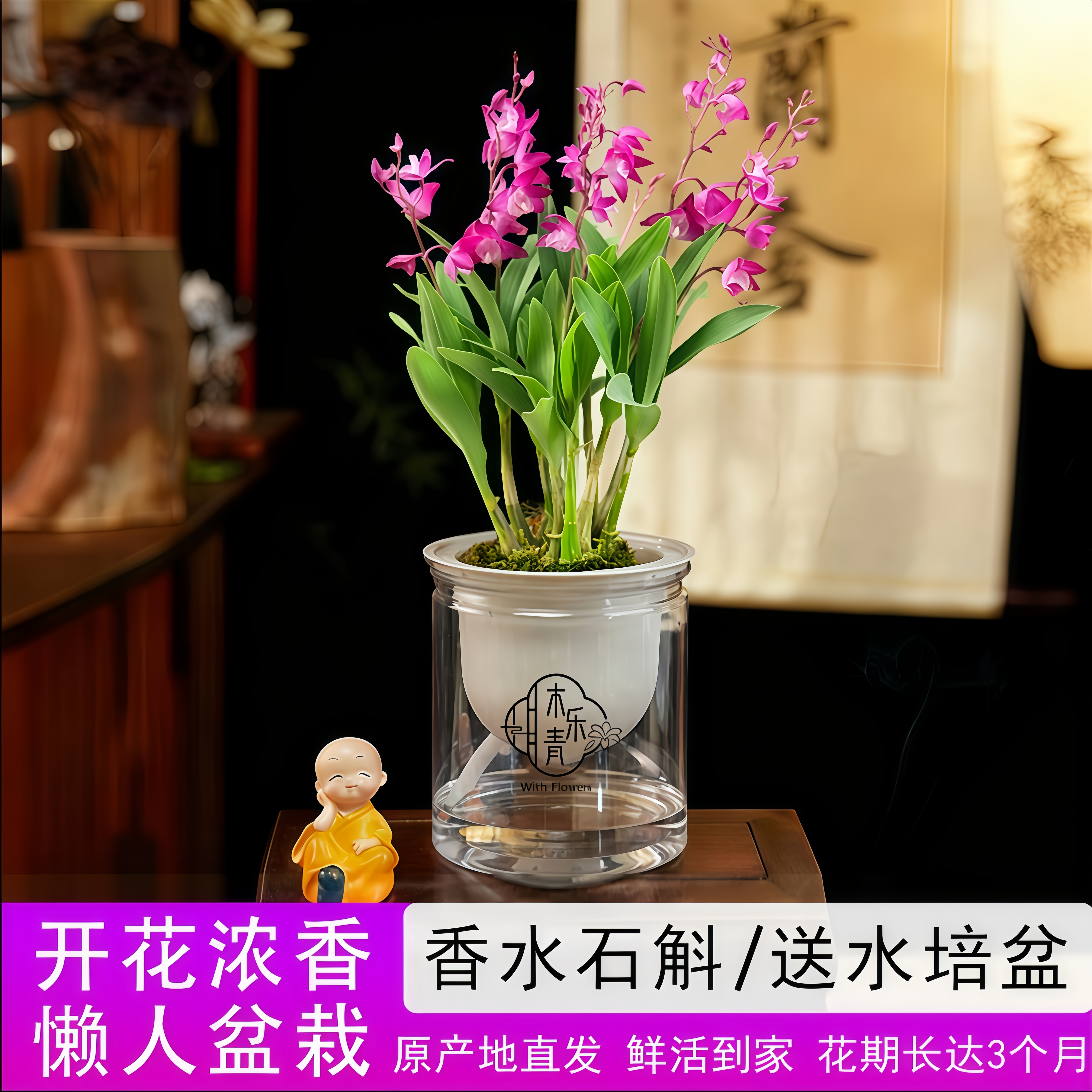 新手懒人绿植香水石斛好养花期长