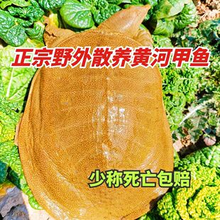 野外放养黄河甲鱼外塘鲜活水产食用青黄背黄皮纯天然团鱼水鱼王八