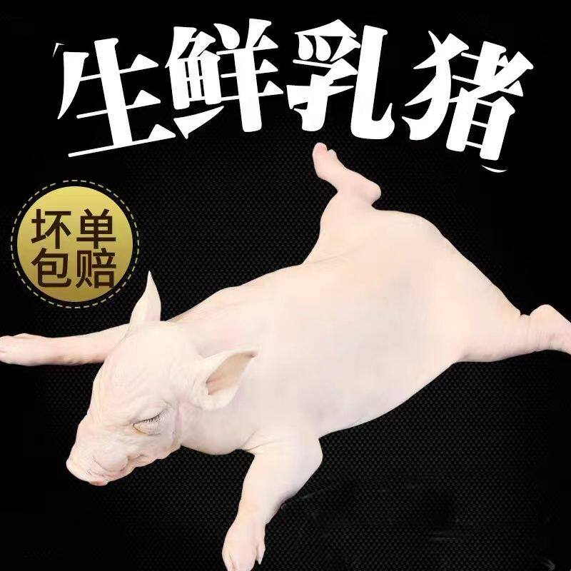 现杀新鲜精品乳猪整只冷冻3-60斤脆皮烤乳猪源头厂家直供保质保量