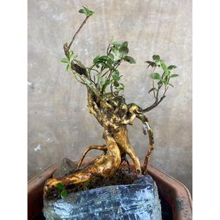 阳台新宠映山红老桩 家庭园艺 红花绿叶 根艺奇观